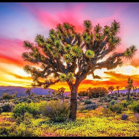 Desert Dreamer Yucca Valley Exterior foto