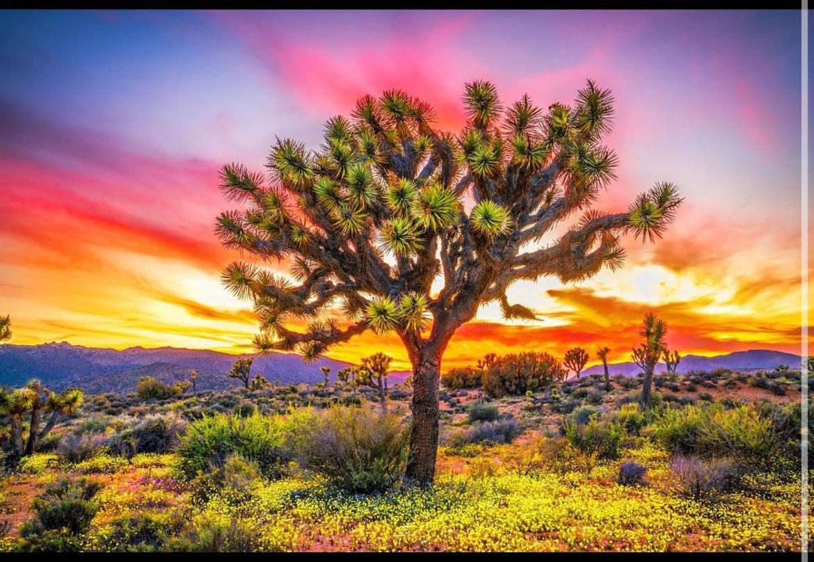 Desert Dreamer Yucca Valley Exterior foto